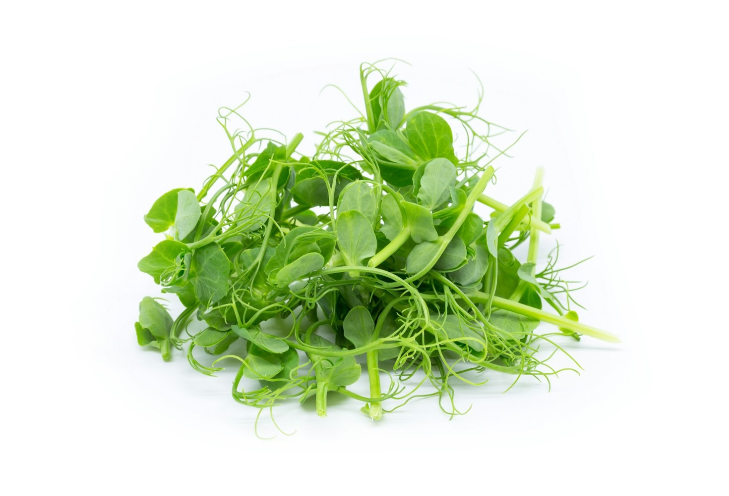 The Health Benefits of Microgreens You Should Know