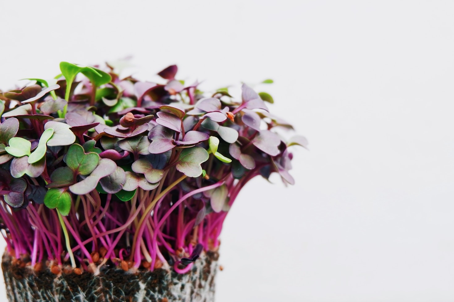 Top Reasons to Incorporate Microgreens into Your Diet