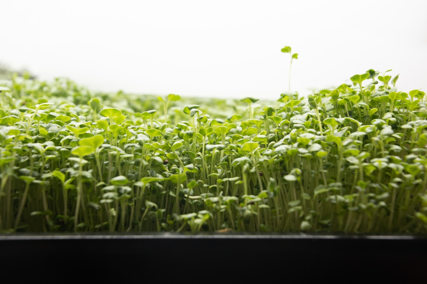 Cooking Tips: Making the Most of Microgreens